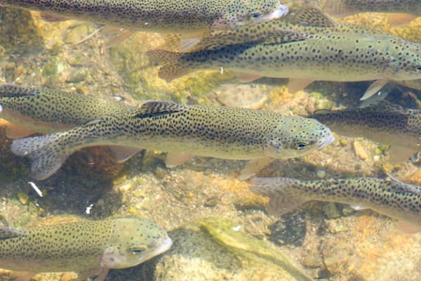 ニジマス、ブラウントラウト、ヒメマス